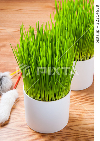 ペットグラスと猫じゃらし 22214659