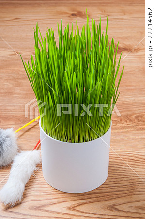 ペットグラスと猫じゃらし 22214662