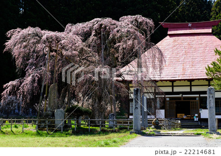 永泉寺のサクラ 福島県 永泉寺のサクラ 福島県 22214681