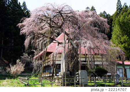 永泉寺のサクラ 福島県 永泉寺のサクラ 福島県 22214707