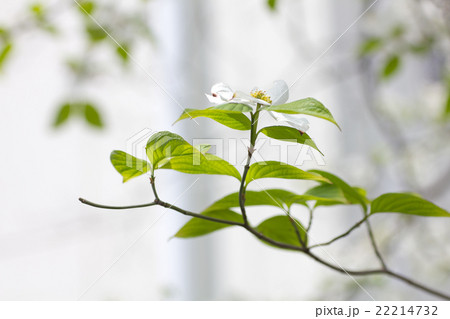 ハナミズキ。 ハナミズキ。 22214732