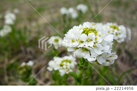 ハマハタザオ 22214956