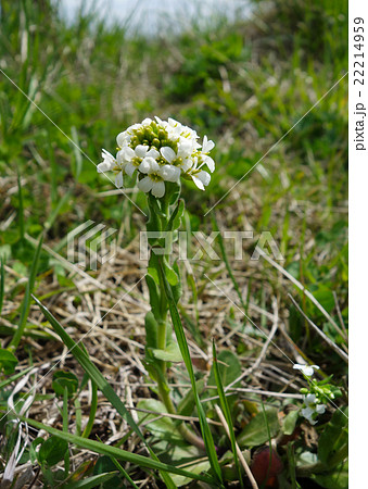 ハマハタザオ ハマハタザオ 22214959