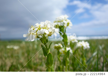 ハマハタザオ 22214964