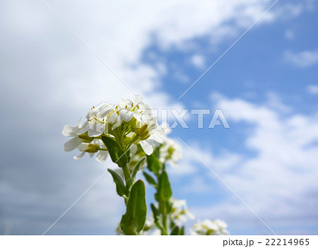 ハマハタザオ 22214965