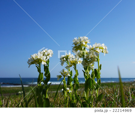 ハマハタザオ ハマハタザオ 22214969