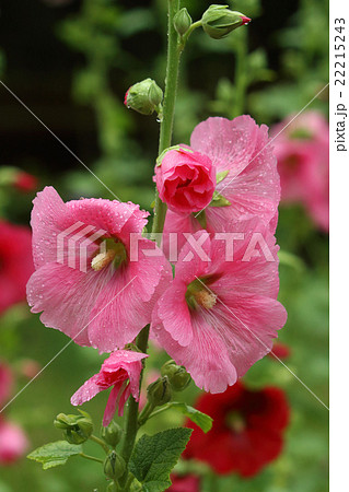 初夏に咲く立葵 22215243