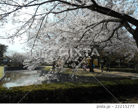 春の公園 22215277