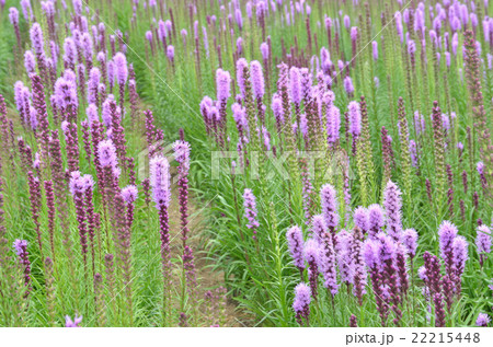 リアトリス 22215448