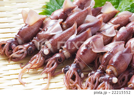 ホタルイカ9 22215552