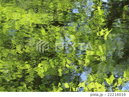 緑映 緑映 22216016