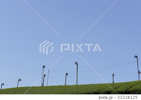 茶畑　奈良市田原地区 22216125