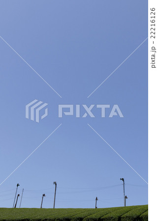 茶畑　奈良市田原地区 22216126