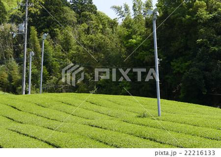 茶畑　奈良市田原地区 22216133