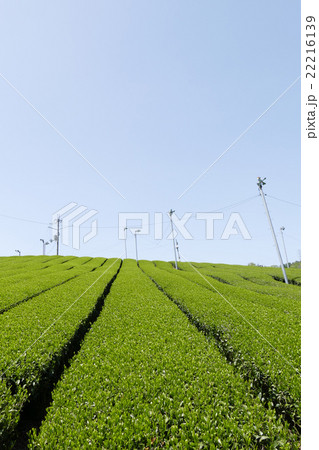 茶畑 奈良市田原地区 茶畑 奈良市田原地区 22216139