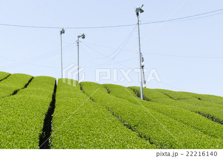 茶畑　奈良市田原地区 22216140