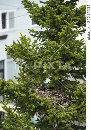 カラスの巣 22216333