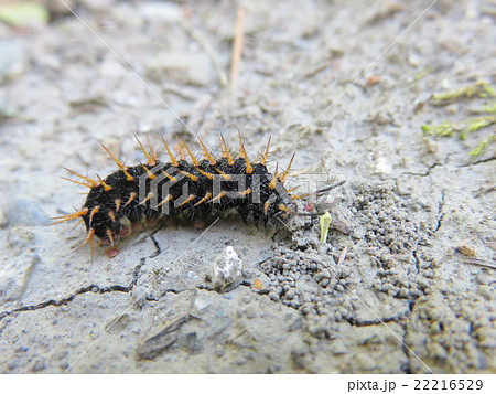 キタテハの幼虫 22216529