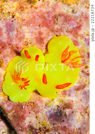 ウミウシ ウミウシ 22216734