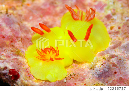 ウミウシ ウミウシ 22216737