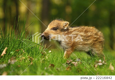 Striped piglet Striped piglet 22216842