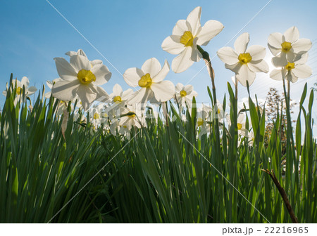 spring positive daffodiles from below 22216965