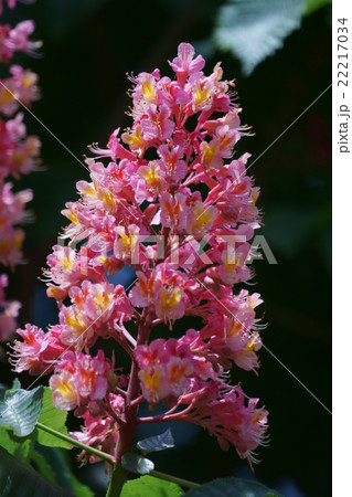 紅花栃の木 花言葉は 天才 の写真素材