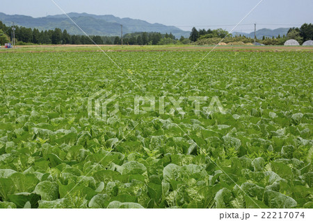 白菜畑 22217074