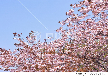 満開の八重桜 満開の八重桜 22217139