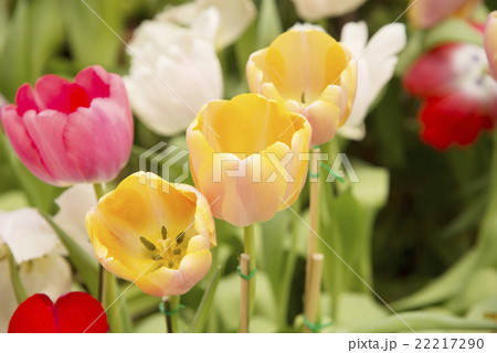 Garden tulips colorful background texture 22217290