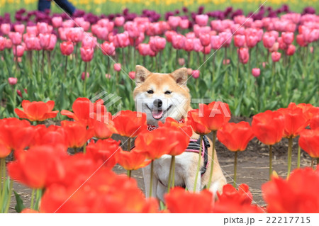 柴犬とチューリップ（オレンジクイーン） 22217715
