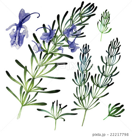 Watercolor Rosemary Set のイラスト素材
