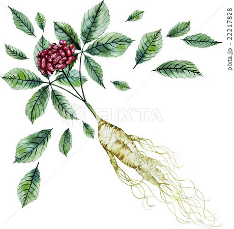 Watercolor ginseng root and berries Watercolor ginseng root and berries 22217828