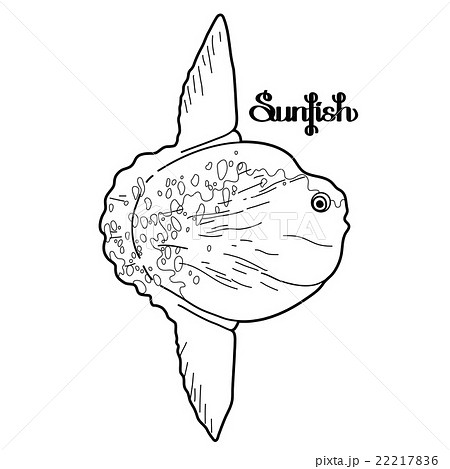 Graphic vector sunfish 22217836
