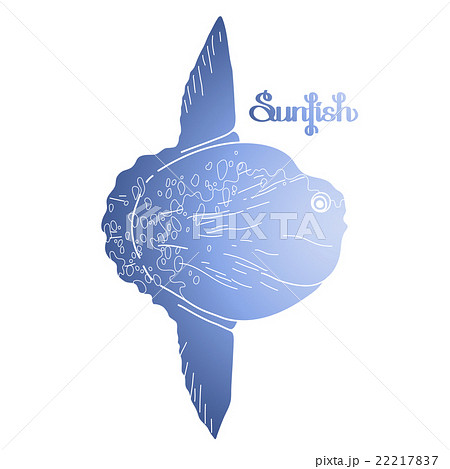 Graphic vector sunfish 22217837