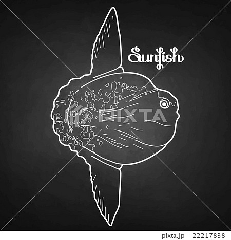 Graphic vector sunfish Graphic vector sunfish 22217838