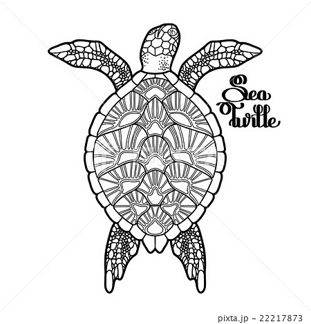 Hawksbill sea turtle  22217873