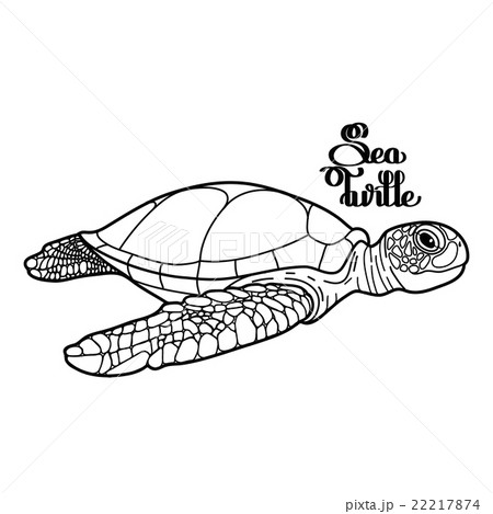 Hawksbill sea turtle 22217874