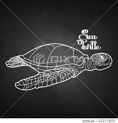 Hawksbill sea turtle 22217875