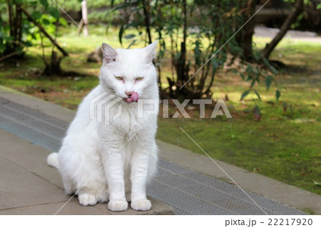 猫１（愛宕神社にて）の写真素材 [22217920] - PIXTA