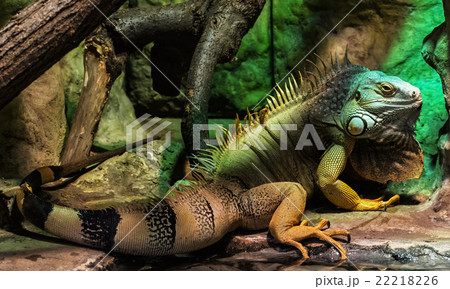Green iguana - Iguana iguana, animal portrait 22218226