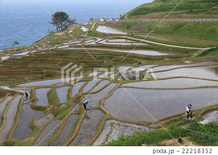 能登の白米千枚田 能登の白米千枚田 22218352
