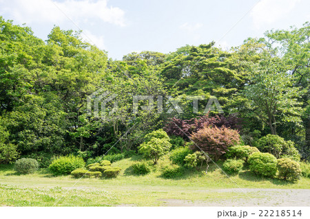 公園の芝生と樹木と空 22218514