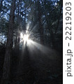 日光 サンビーム 陽射し 22219203