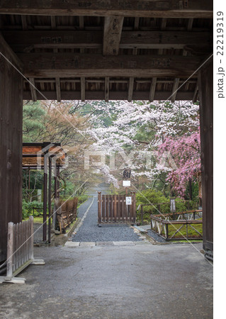 二尊院山門 参道の紅白桜の写真素材