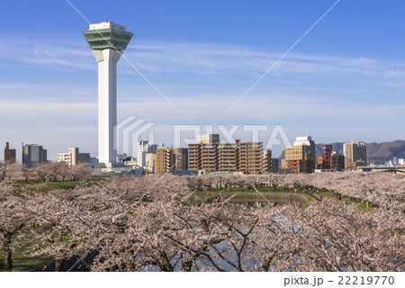 五稜郭タワーと満開の桜の花 22219770