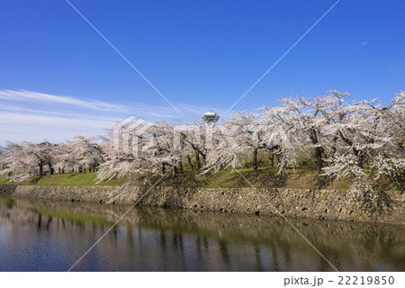 五稜郭タワーと満開の桜の花 22219850