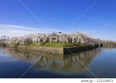 五稜郭タワーと満開の桜の花 22219853
