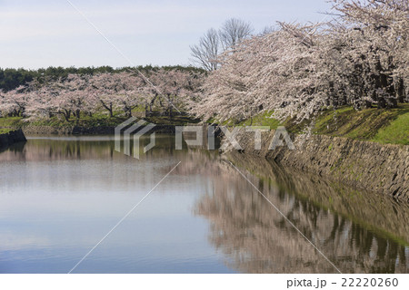 五稜郭公園のお堀沿いの満開の桜の花 五稜郭公園のお堀沿いの満開の桜の花 22220260