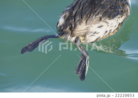アカエリカイツブリの足 アカエリカイツブリの足 22220653